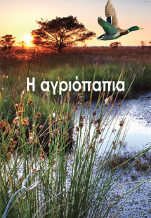 Η αγριόπαπια