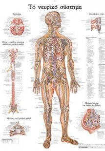 Ανατομικός Χάρτης: Το νευρικό σύστημα