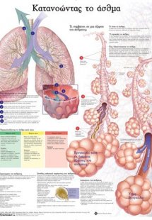 Ανατομικός χάρτης: Κατανοώντας το άσθμα