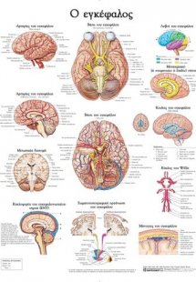 Ανατομικός Χάρτης: Ο εγκέφαλος