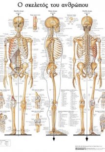 Ανατομικός Χάρτης: Ο σκελετός του ανθρώπου