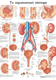 Ανατομικός Χάρτης: Το ουροποιητικό σύστημα