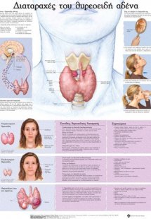 Ανατομικός χάρτης: Διαταραχές του θυροειδούς αδένα