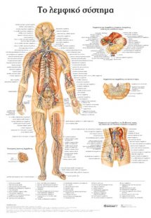 Ανατομικός χάρτης: Το λεμφικό σύστημα