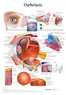 Ανατομικός χάρτης: Οφθαλμός