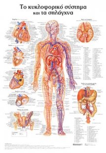 Ανατομικός χάρτης: Το κυκλοφορικό σύστημα και τα σπλάγχ...