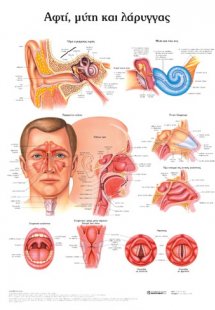 Ανατομικός χάρτης: Αφτί, μύτη και λάρυγγας