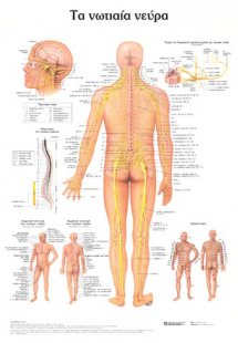 Ανατομικός χάρτης: Τα νωτιαία νεύρα
