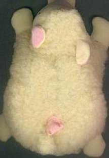 Το προβατάκι μου!