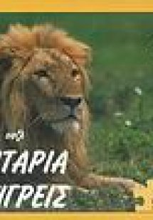 Λιοντάρια και τίγρεις