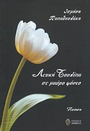Λευκή τουλίπα σε μαύρο φόντο