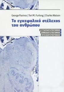 Το εγκεφαλικό στέλεχος του ανθρώπου